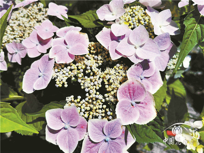 園林股份：繡球為“主角”，攜手繡球花產(chǎn)業(yè)國家創(chuàng)新聯(lián)盟打造一場云端繡球展